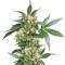 Graines de cannabis Black Domina regular (Sensi Seeds)