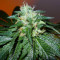 Semillas feminizadas de Bubba Kush (GHS)