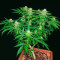 Godfather OG (Herbies Seeds)