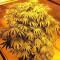 Graines de cannabis Z Gorilla (Original Sensible Seeds)