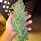 Hindu Kush Autoflower (Herbies Seeds)