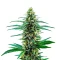 Khalifa Kush Seeds