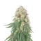 Kush Mints Fast Version Feminized Seeds (Seedkeepers)