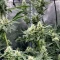 Kyle’s Skywalker OG Seeds