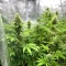 Lemon O.G. Seeds