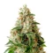 Lemon Skunk Seeds
