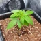 Semillas Feminizadas Mimosa Automatic (Royal Queen Seeds)