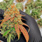 OG Kush Seeds