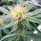 Sementes Feminizadas de Orange Cream Pop (Humboldt Seed Company)