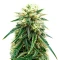 Sensi Purple Kush Seeds