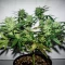 Graines féminisées de Skystomper 2.0 Auto (Mephisto Genetics)