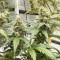 Trainwreck Fast Version (Herbies Seeds)
