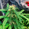 OG Kush Autoflower (Herbies Seeds)