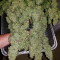 Z OG Auto (Barney's Farm)