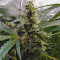 Afghan Hash Plant Regular
