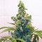 Candy Kush Auto feminized seeds