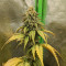 Critical Super Silver Haze Seeds