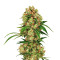 Dutch Delight (Flying Dutchmen)