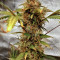 Gelato Auto feminized seeds (Original Sensible Seeds)