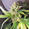 Gnasha feminized seeds