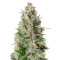 Kali 47 feminized seeds