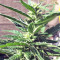 Kali China Seeds