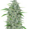 Malawi Breeders Pack regular (Ace Seeds)