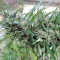 Malawi Regular (Ace Seeds)
