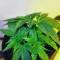 OG Kush Express Seeds