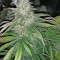 Old school Seeds