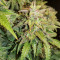 Original Auto Skunk feminized seeds