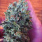 Outdoor Hurricane Seeds