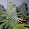 SFV OG Kush Seeds