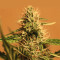 Sensi Skunk (Sensi Seeds)