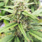 Strawberry Gum feminized seeds