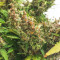 Sweet Tooth Auto (Barney's Farm)