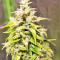 The White Train Auto (Mephisto Genetics)