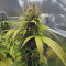 Toxic feminized seeds