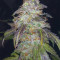 Wild Thailand Ryder feminized seeds