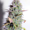 Bruce Banner Auto feminized seeds