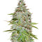 Candy Kush Auto (Auto Seeds)