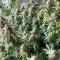 Graines de cannabis Medical Buddha (Kera Seeds)