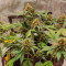 Sementes Feminizadas de Orange Apricot Glue XL Auto (Sweet Seeds Auto)