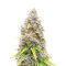 Powerplant Fast Version (Herbies Seeds)