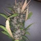 Vente de graines de cannabis LSD-25 Auto (Fast Buds)
