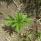 Blackberry Moonrocks Seeds (AlphaFem Seeds) - Cannabis Strain Seeds for Sale
