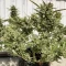 Semi di cannabis fem Gelato Auto in vendita