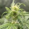 Achetez des graines féminisées Purple Juice Auto par Herbies Seeds