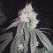 Gorilla Seeds (00 Seeds)