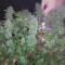 Vente de graines de cannabis Purple Lemonade Auto (Fast Buds)